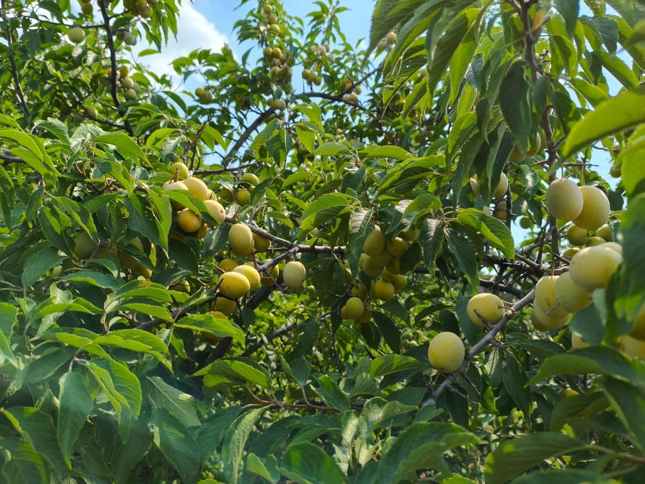 Продам дачу возле красных бочек