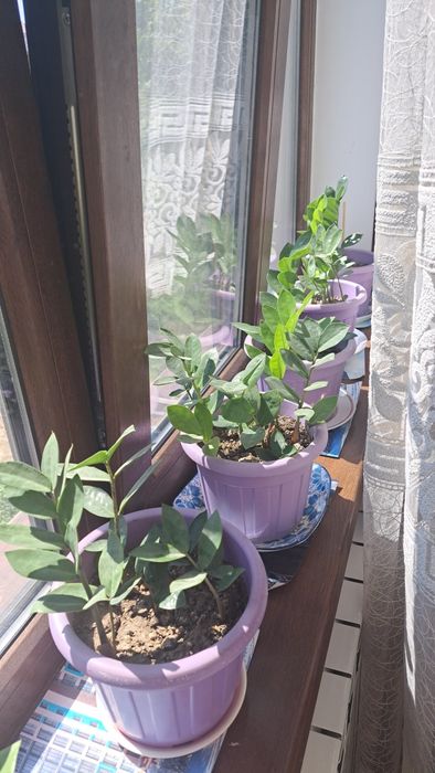 Продаю цветы от 4000