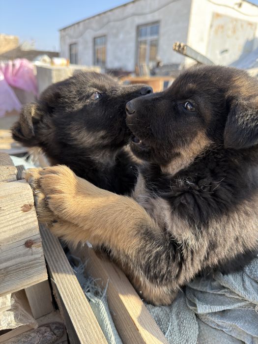 Щенки немецкой овчарки