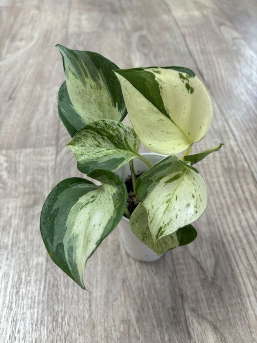 Продам комнатные цветы