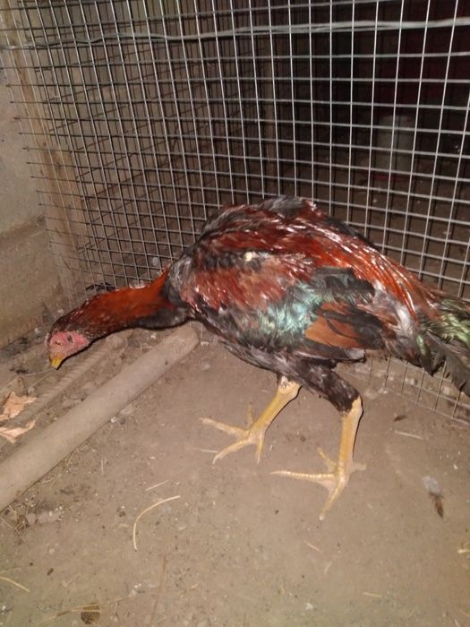 Петух дакан хороших кровеи