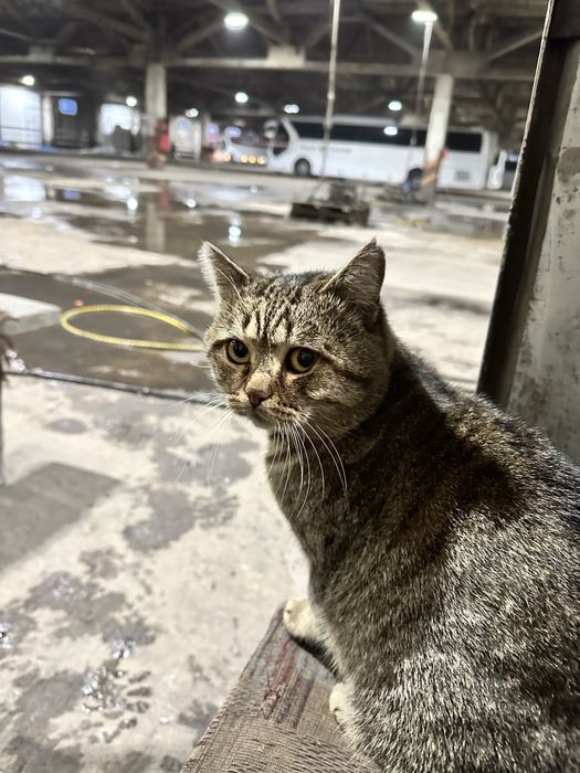 Замечательный Котик ищет дом ,найдитесь добрые ручки!