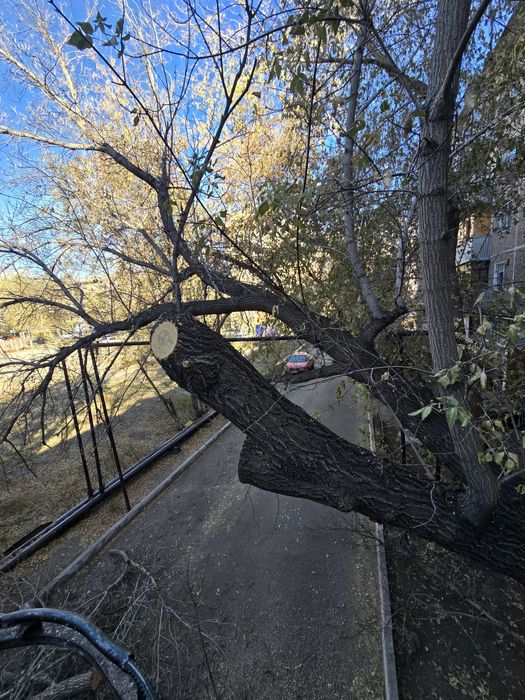 Спил деревьев Спил дерева