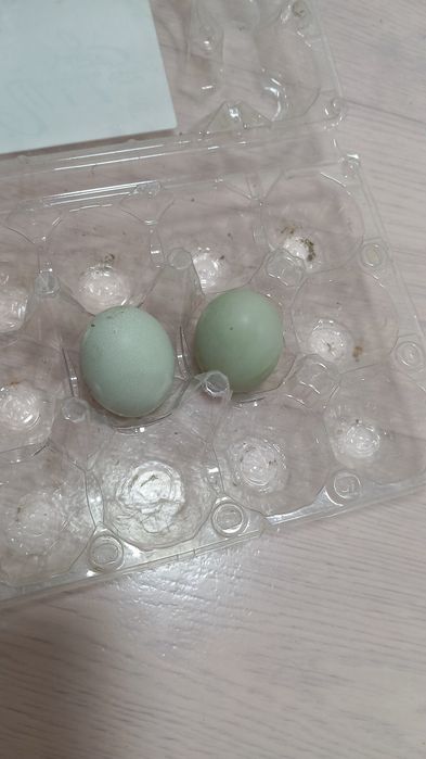 Яйцо инкубационные