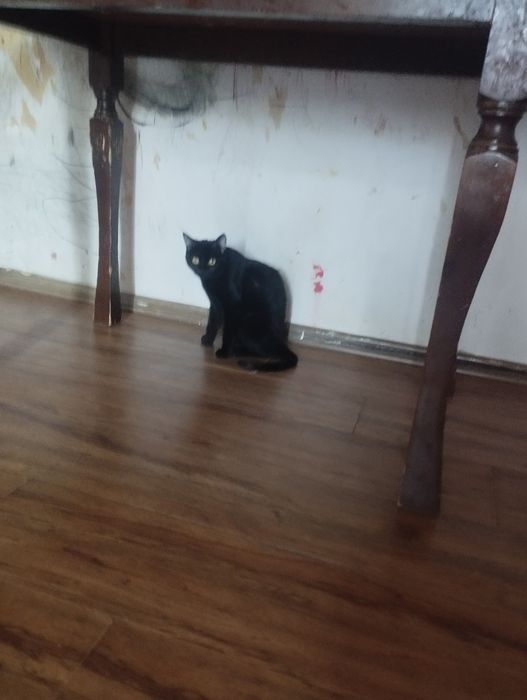 Отдам даром ,хорошие руки