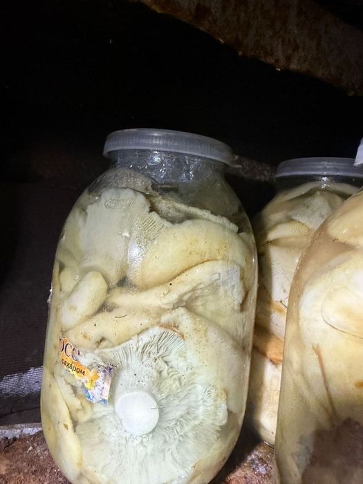 Грибы деревенские