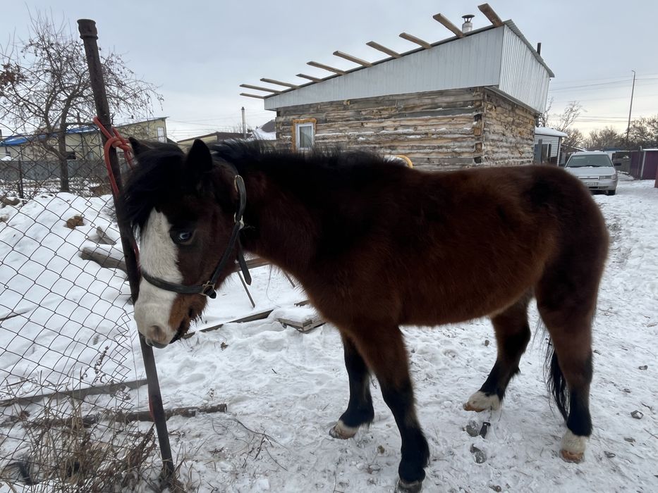 Продам понни кобыла