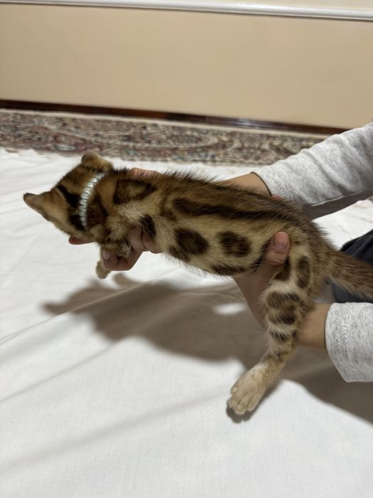 Бенгальская кошка