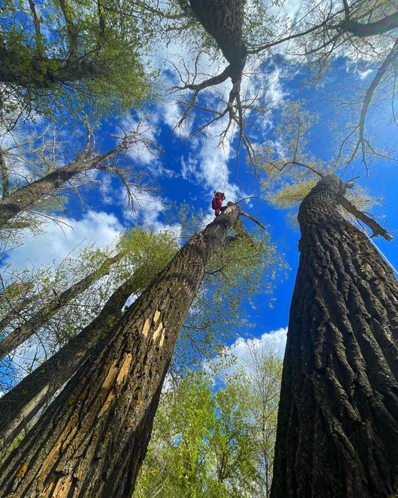 Спил деревьев частями, валка, обрезка, кронирование деревьев