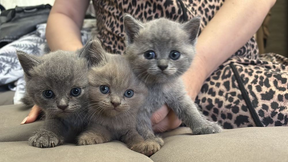 продам британских котят