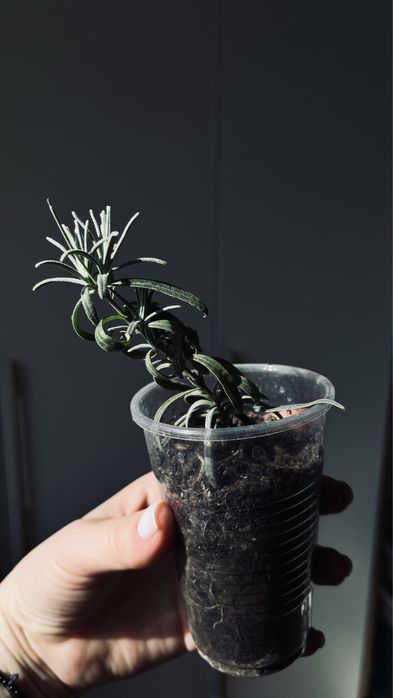 Лофоспермум розовый