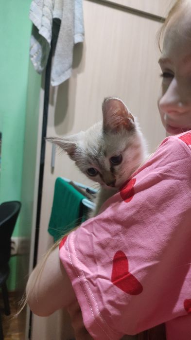 Отдам котенка 3 мес