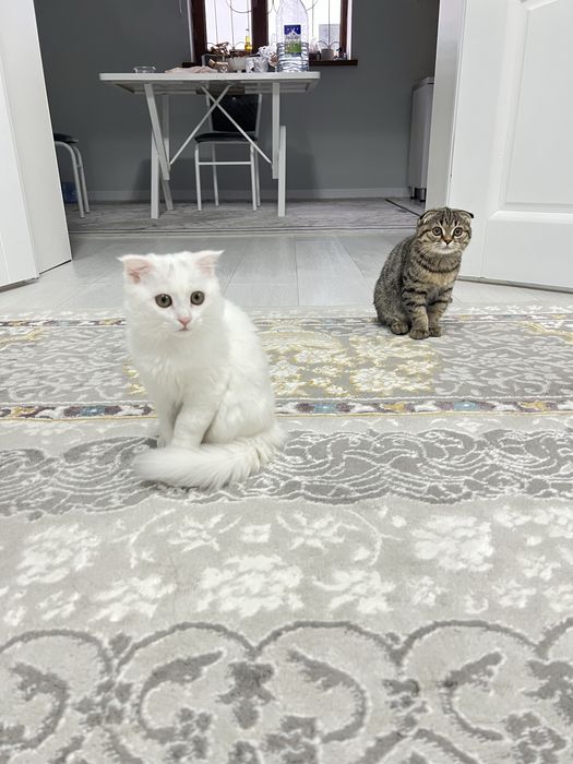 Марғау сатылады 3 айдан асты шотланка