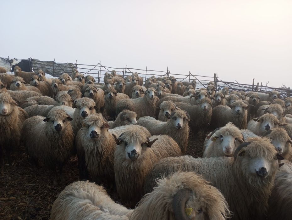 Vând oi productive si tinere