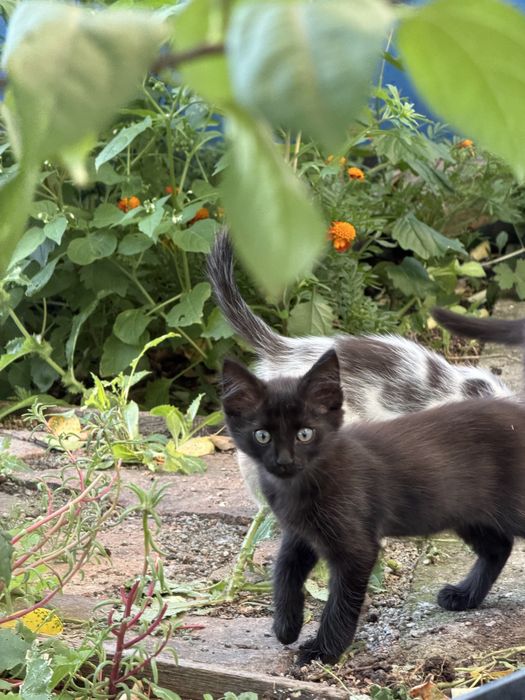 Бездомные котики