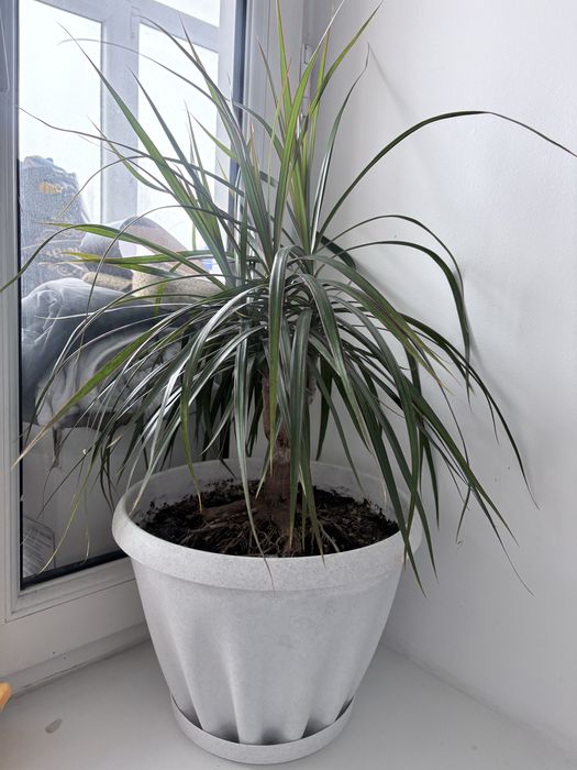 Драцена продается