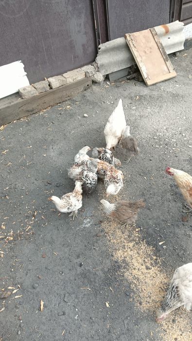 Продаю куриное стадо(Домашнего вывода)