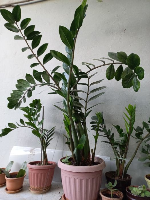 Замиокулькас. Долларовое дерево