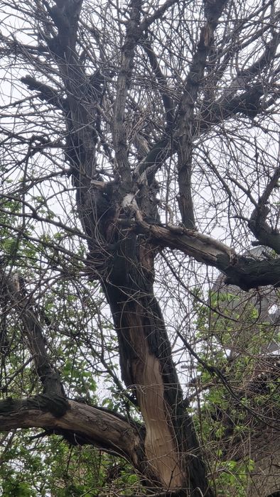 Утин куриган дарахт дрова