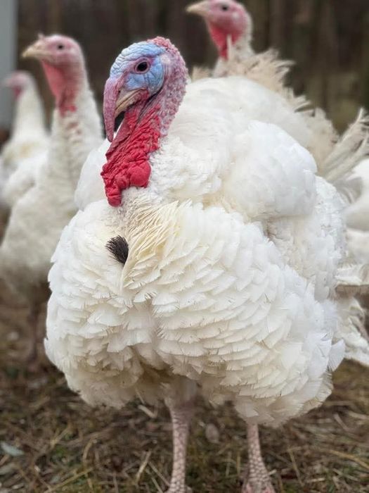 Curcani pentru Paște