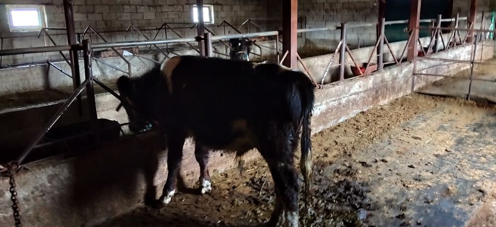 Бычок 10 айлық зор