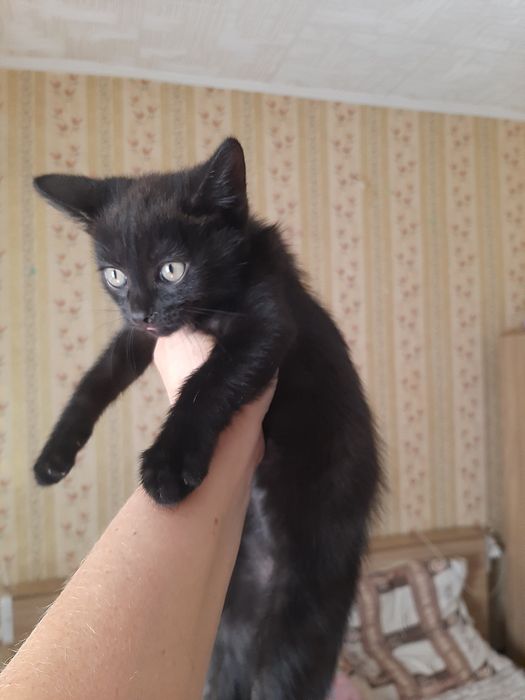Продам котят мальчики