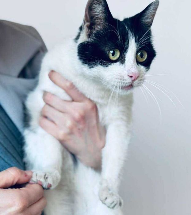 Коте Кари търси дом