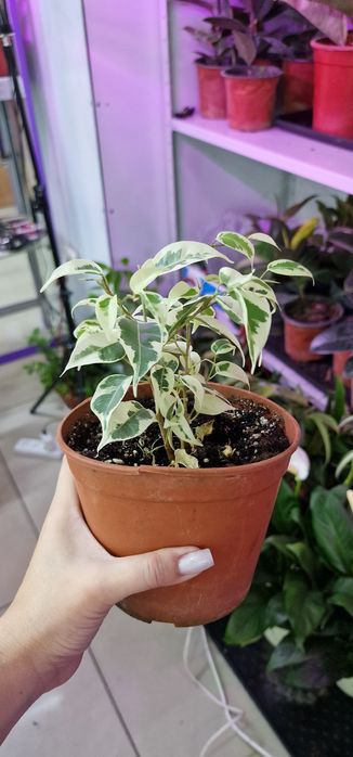 Комнатные цветы в наличии