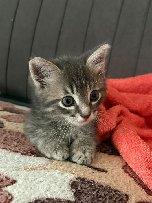 Отдам котёнка в хорошие руки