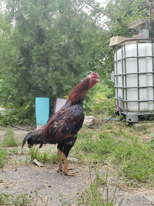 Продам петуха дакана