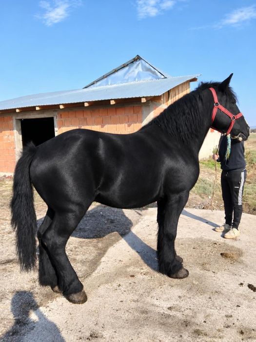 Vand cal negru corb de 4 ani garantat la caruță
