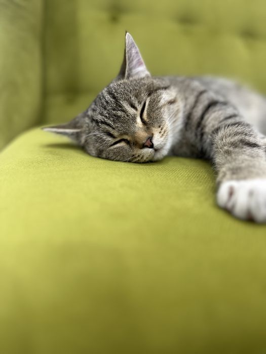 Котик молодой ласковый