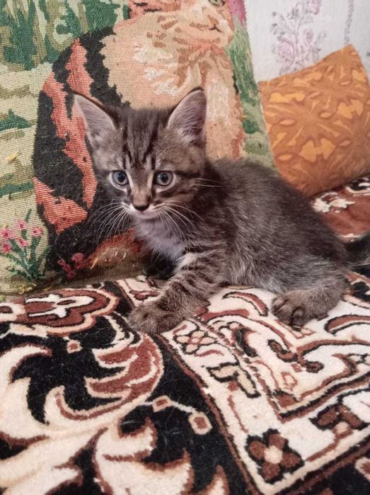 Котята ищут хозяина