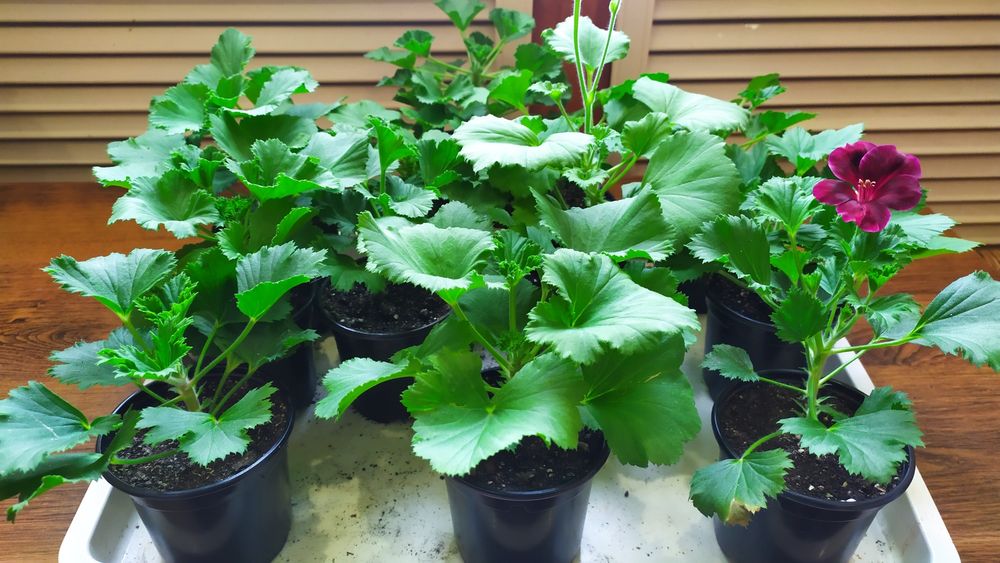 Пеларгония королевская сортовая