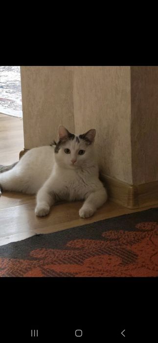 Годовалого котёнка   в хорошие руки.
