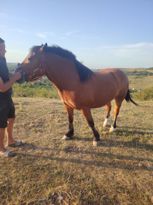 Vând mânză de 3/4 ani foarte cuminte. Merge la căruță.  Preț 3000€