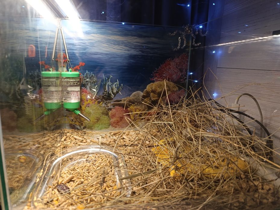 Морская свинка молодая