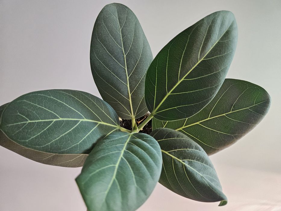 Фикус бенгальский 2000 тг