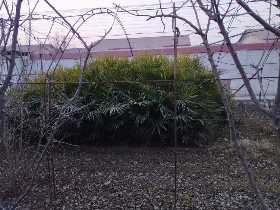 Gullar sotiladi. kelishilgan narxda 450 tup.