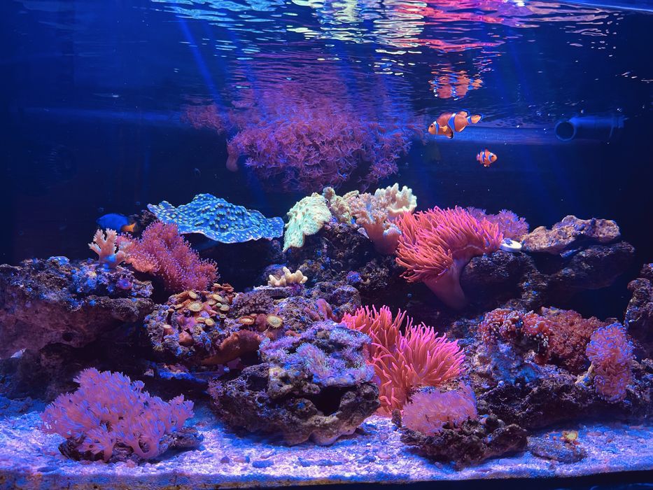 Морской аквариум