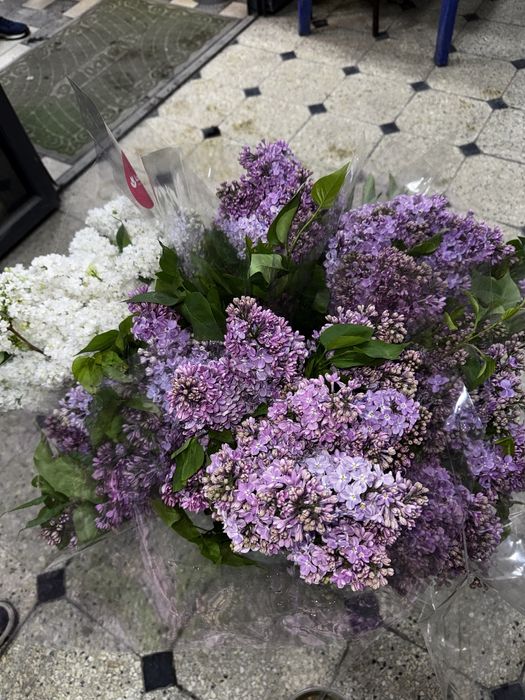 Сирень - новая поставка