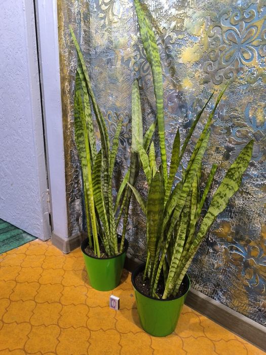 Сансевьера. Цветы для дома и офиса.