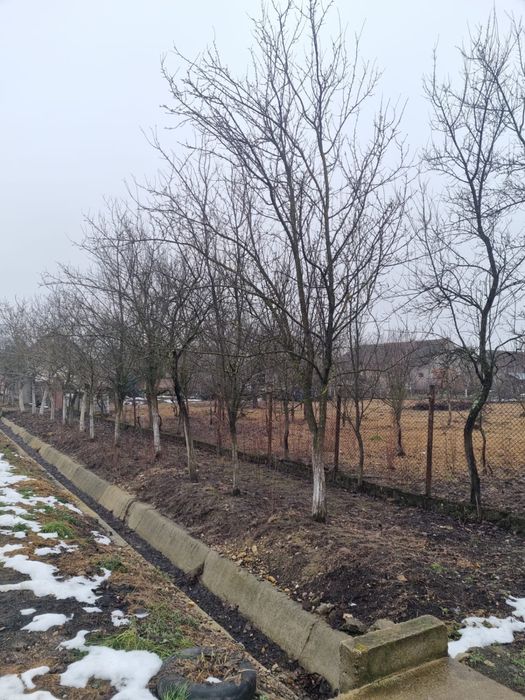 Casa de vanzare cu teren generos in Buteni, jud. Arad, cu fantana