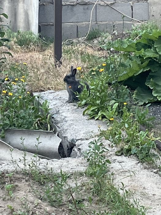 Кролик молодой 1-2 месяца