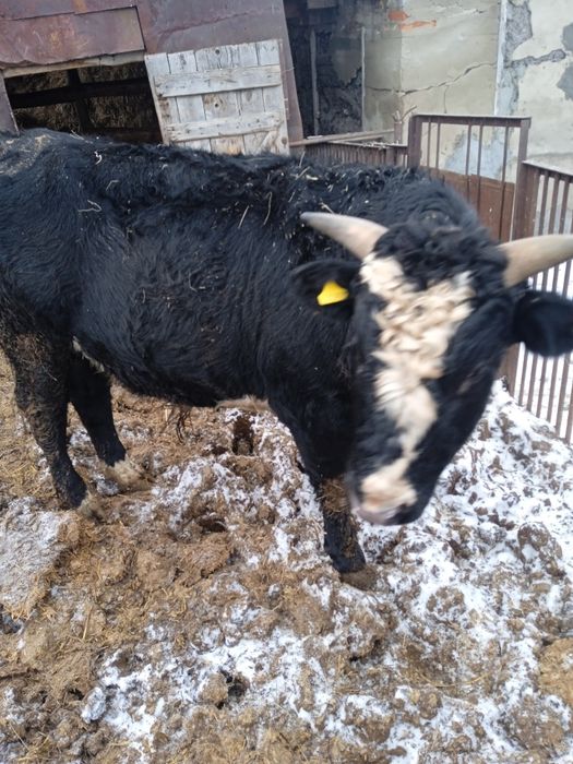 Продам быков две головы