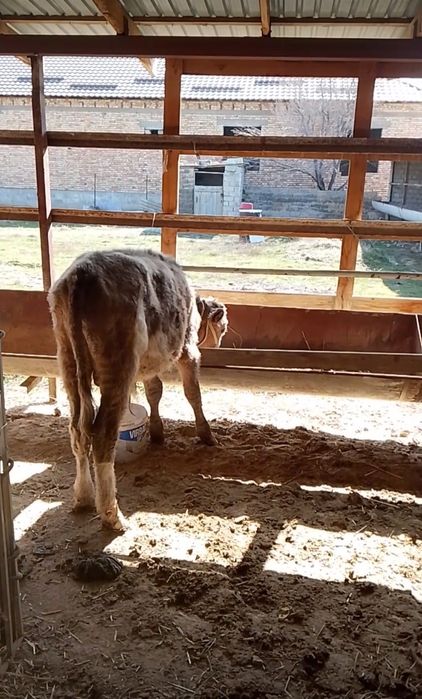 Бука 3 бас сатлад