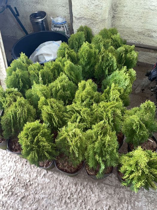 Голубые ели, туи, можжевельник и др.