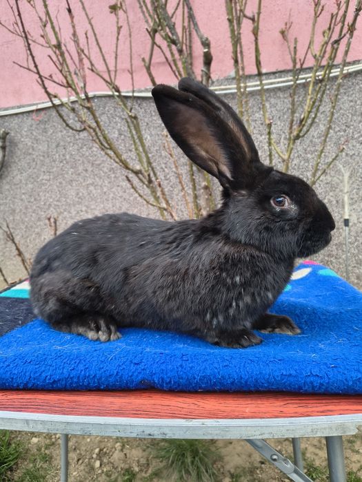 Mascul Pestriț German