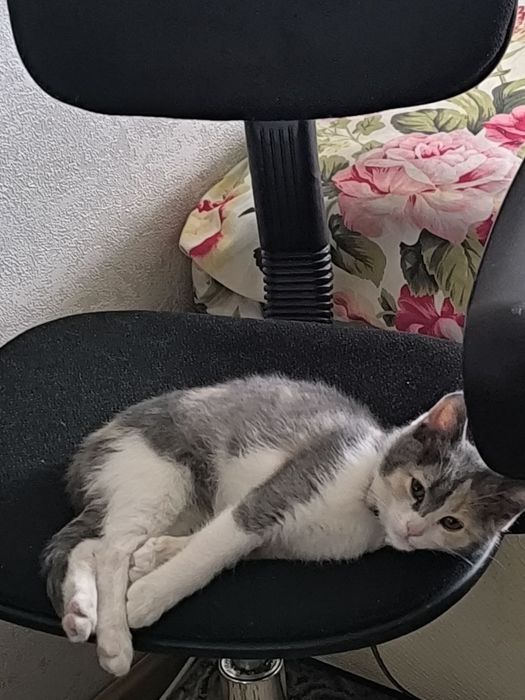 Отдадим бесплатно кошку