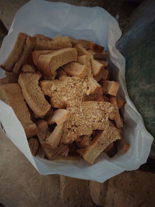 Molga qotgan boxonka non